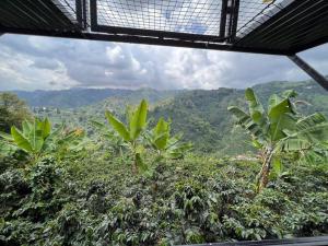 una vista de un bosque con montañas en el fondo en El refugio del Guayacán, en Manizales