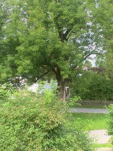 a large tree in a yard with a fence at Der Gschwendtnerhof in Valley
