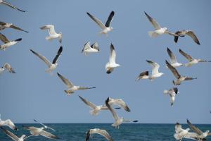 un troupeau de mouettes volant au-dessus de l'océan dans l'établissement Sweet Formosa View, à Faro