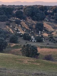 una manada de animales blancos pastando en un campo en La Pedrosa Casa Rural, en Camarzana de Tera