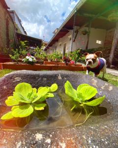a dog is standing next to a potted plant at Hostal Don Jose in Santa Rosa de Cabal