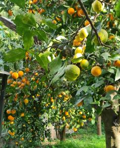 a bunch of oranges on a tree in an orchard at CASA ROSELLINA SORRENTO in Sorrento