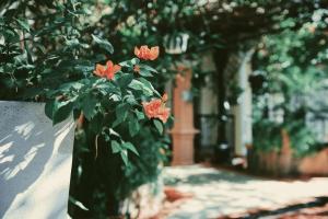 a vase filled with orange flowers sitting on a table at Hotel Brisa in Punta Cana