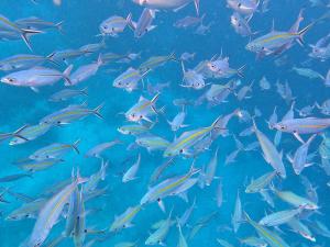 a school of fish swimming in the ocean at Or Mandira Guest House in Fam