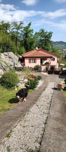 a cat walking down a road in front of a house at Lovran holiday at the beach with your dog in Lovran