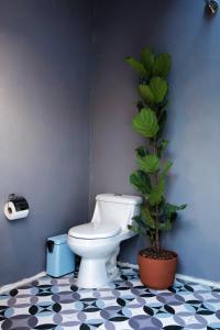 a bathroom with a toilet and a potted plant at CastaVerde in Palomas