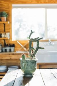 Un cactus dans un pot vert sur une table en bois dans l'établissement Joshua Tree Hidden Tower * Views - Landmark, à Yucca Valley