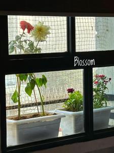 Ein Garten an der Unterkunft Elysium