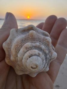 a hand holding a shell with the sunset in the background at Cabaña LunAzul in San Antero