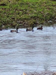 a group of ducks swimming in the water at La Filature 1813 in Wasselonne