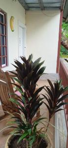 a plant sitting on a porch next to a chair at Residencial derosas 