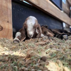 un bébé chèvre pondant au sol dans une grange dans l'établissement Complejo Campo Alegre, à Sánchez de Loria