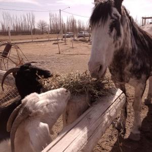 un cheval et une chèvre mangeant du foin à partir d'une clôture dans l'établissement Complejo Campo Alegre, à Sánchez de Loria