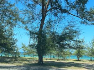 a tree in a field with water in the background at HH Homestay Dungun in Kampong Gok Kapor