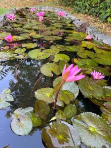 Giardino di Vijushbhuvi
