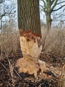 een boom die is gesneden uit igunigunigunigunigunigunigunigunigun bij Ferienhaus Biber im Sternenpark in Lochow