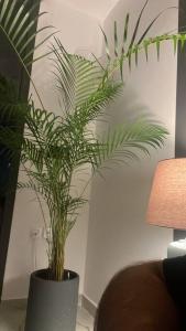 a green plant in a vase in a room at Serene roof A quiet romantic luxurious in Kuwait