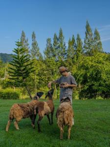 um homem parado num campo com três ovelhas em Kachonghills Tented Resort Trang em Trang