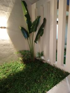 a plant in the corner of a porch with grass at Entré Quartier Jack in Cotonou