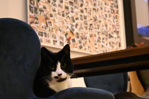 un gato blanco y negro sentado en una silla en Dutchies Hostel en Ámsterdam