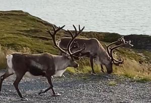 deux animaux avec des bois marchant sur les rochers près de l'eau dans l'établissement Repvåg Overnatting Nordkapp, à Repvåg