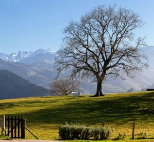 un albero in un campo con montagne sullo sfondo di La Montaña Mágica Hotel Rural a Vibaño