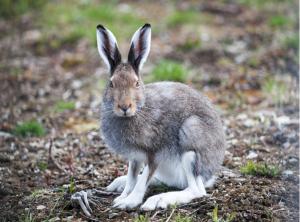 a rabbit is standing on the ground at Repvåg Overnatting Nordkapp in Repvåg