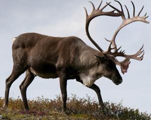 a large elk with large antlers walking on a hill at Repvåg Overnatting Nordkapp in Repvåg