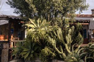 a group of plants in front of a house at João Jungle in Açafora