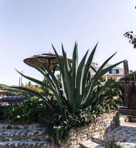a agave plant in a stone wall at João Jungle in Açafora