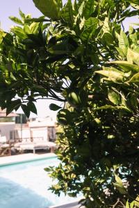 a tree with green fruit next to a swimming pool at João Jungle in Açafora