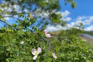 a branch of a tree with pink flowers on it at Taff Valley Heartwarming Cottage In Aberafan Merthyr Tydfil By STAE-Homes in Merthyr Tydfil +7 photos