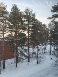 un grupo de árboles en un campo cubierto de nieve en Home Apartment Haukipudas en Oulu