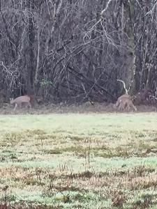 two deer grazing in a field with trees in the background at Les maisons de la feuillade in Milhac-dʼAuberoche