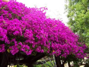 CasaNoa Luxury Villa Bed and Breakfast في خافيا: مجموعة من الزهور الأرجوانية على شجرة