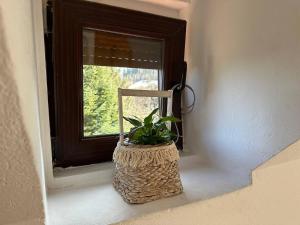 a plant in a basket sitting on a window sill at Pensiunea Bianca in Bran