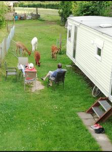 a man sitting in a chair in a yard with cows at Herzfennerhof Mobilheim in Auw +3 photos