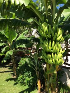 Zahrada ubytování Sfeervolle studio in Encuentro Cabarete