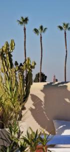 a group of palm trees on a sandy beach at Riad de Vincent in Marrakesh