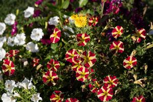 CristeloにあるCasa De Crespins Casa de Campo Ldaの庭の色彩豊かな花束