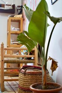 eine grüne Pflanze in einem Topf auf einem Tisch in der Unterkunft kosasurfmorocco in Aourir