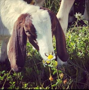 a goat eating a flower in a field at Basement Suite on a Goat Farm in Rossland