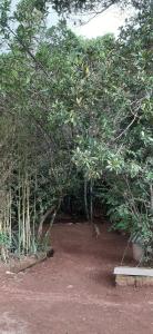 um grupo de árvores e um banco num parque em Camping Terra do Nunca em Alto Paraíso de Goiás