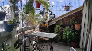 Duplex Marigot centre-ville في ماريجوت: شرفة مع طاولة ونباتات الفخار