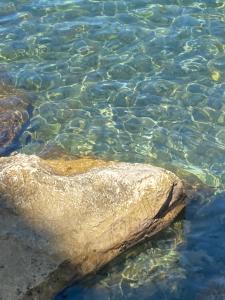 Une pierre s'échappant de l'eau dans l'établissement Pensione Sorriso, à Vernazza