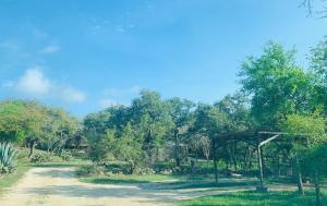 a dirt road next to a forest with trees at Mosaic On The Hill in San Marcos