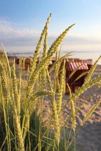 a field of tall grass on the beach at Rosenhaus in Timmendorfer Strand