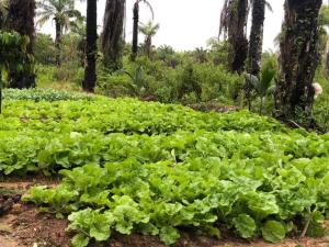 a field of lettuce in a field with palm trees at Amarit Onsen Homestay 