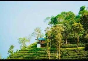 a house on top of a green hill with trees at Aryans Keeth house farm stay in Idukki