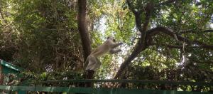 Una ardilla blanca saltando de un árbol en Karibu Heritage House, en Arusha
